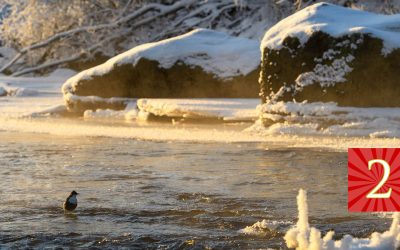 Luukku 2: Norjan kansallislintu fossekall viihtyy Nokialla