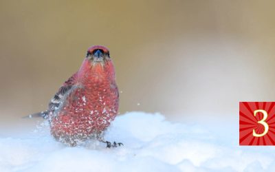 Luukku 3: Pohjolan papukaija saattaa piipahtaa pihassa