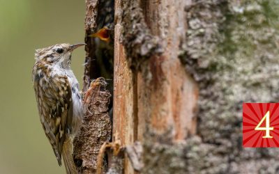 Luukku 4: Käyränokan kiihkeät lemmenpuuhat