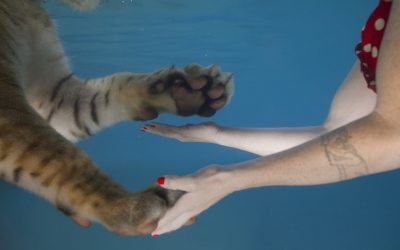 Oddkinin outoja kuvia ja oudompia juttuja – Jessica Segall Seinäjoen taidehallissa