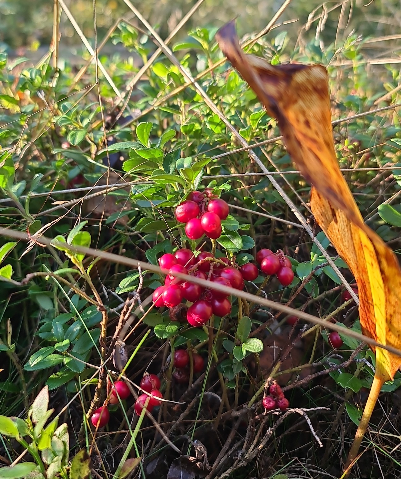 levoton tuhkimo by hanna maria gronlund kulttuuritoimitus INSTA