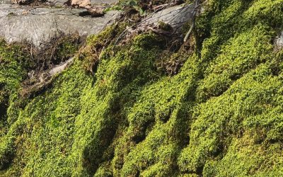 Parasta juuri nyt (31.3.2026): Matka ikimetsän sydämeen, I Swear, Rattoria Ryyti, Kotipihan enkelit ja demonit, ompeleminen