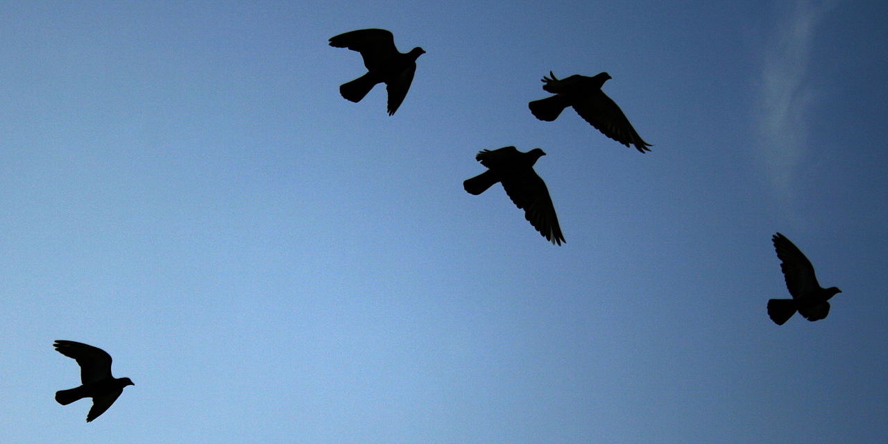 1280px 2008 07 04 Bird silhouettes