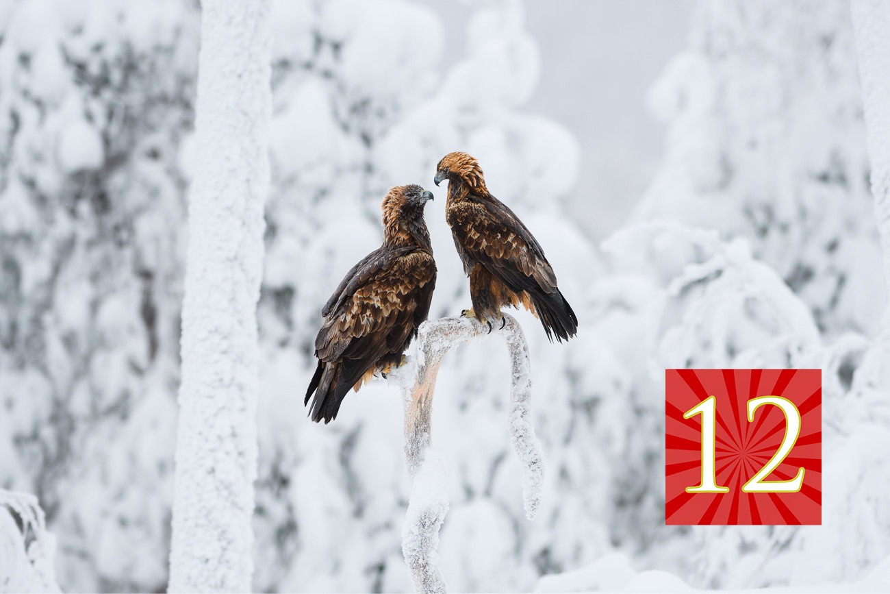 12 joulukalenteri maakotka onni rantanen kulttuuritoimitus