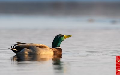 Luukku 16: Puolisukeltajan suuri erehdys – uskoi poloinen ihmiseen