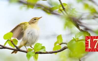 Luukku 17: Kun Suomen erikoisin runoilija kohtaa Suomen tavallisimman linnun…