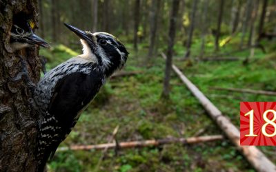 Luukku 18: Kuvaajan onnen hetkeä seurasivat järkytys ja suru