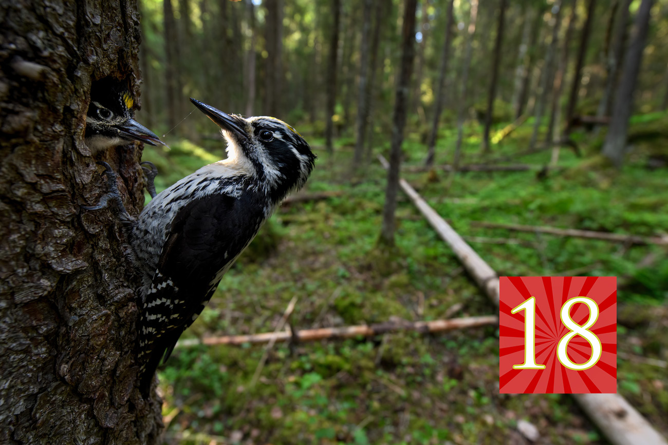 18 joulukalenteri pohjantikka 1 onni rantanen kulttuuritoimitus