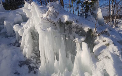 Parasta juuri nyt (25.2.2021): Jää, siemenet, valo, Kuopio, kaupunkitaide