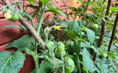 Parasta juuri nyt (7.9.2021): Vihreät tomaatit, Ritarit, RSO, Ruanda, kotimaan matkailu