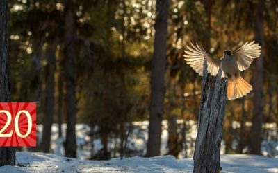 Luukku 20: Sielunlintu on kadonnut Etelä-Suomesta, kuinka käy ihmisen?