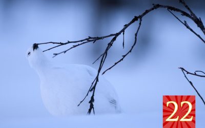 Luukku 22: ”Muita nimmii oon mehtikana, mettikana, mehtäskana”