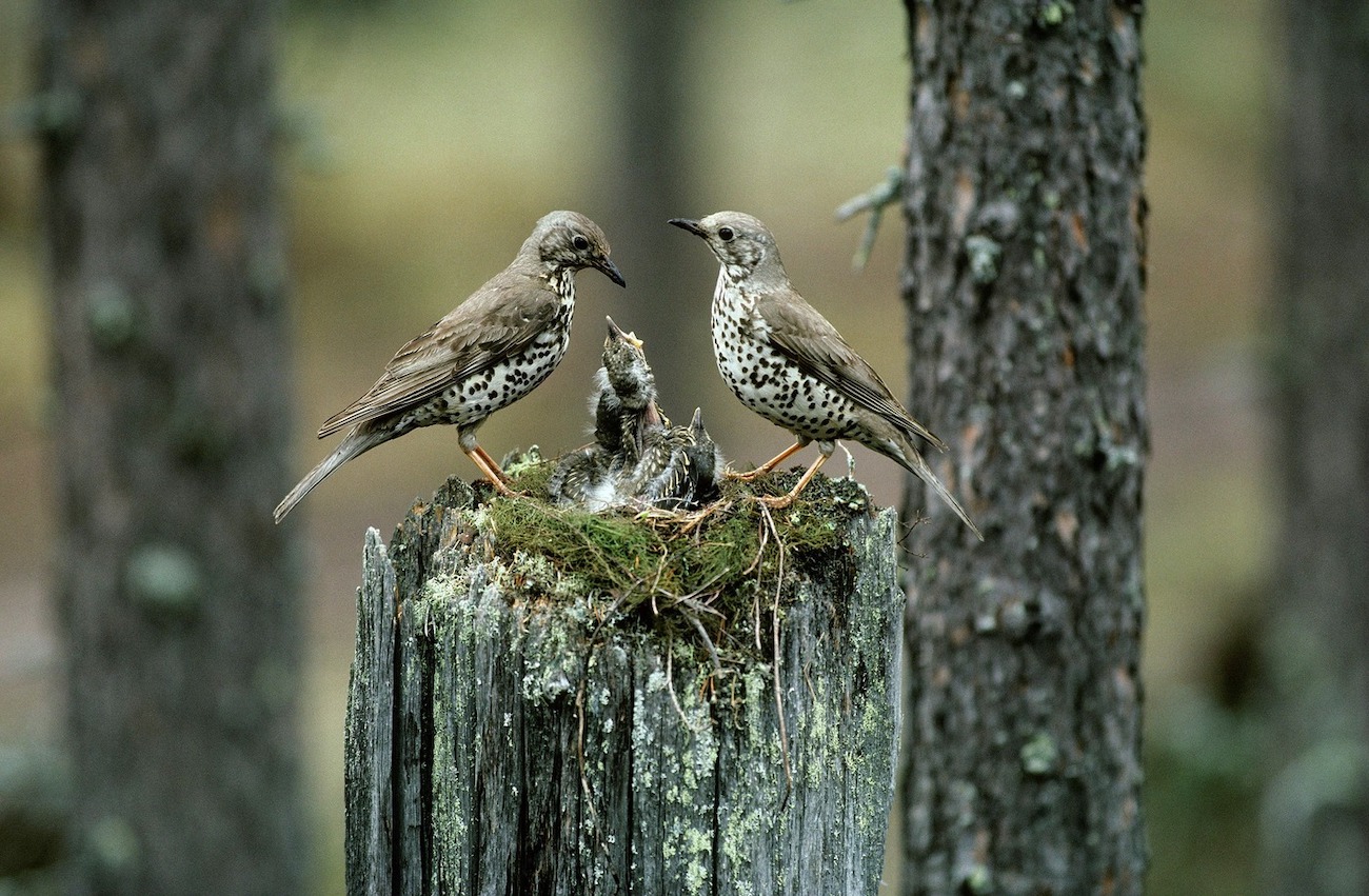 Hannu Hautala. Kulorastaan pesa kirjasta Kuukkelin maa 1984 1