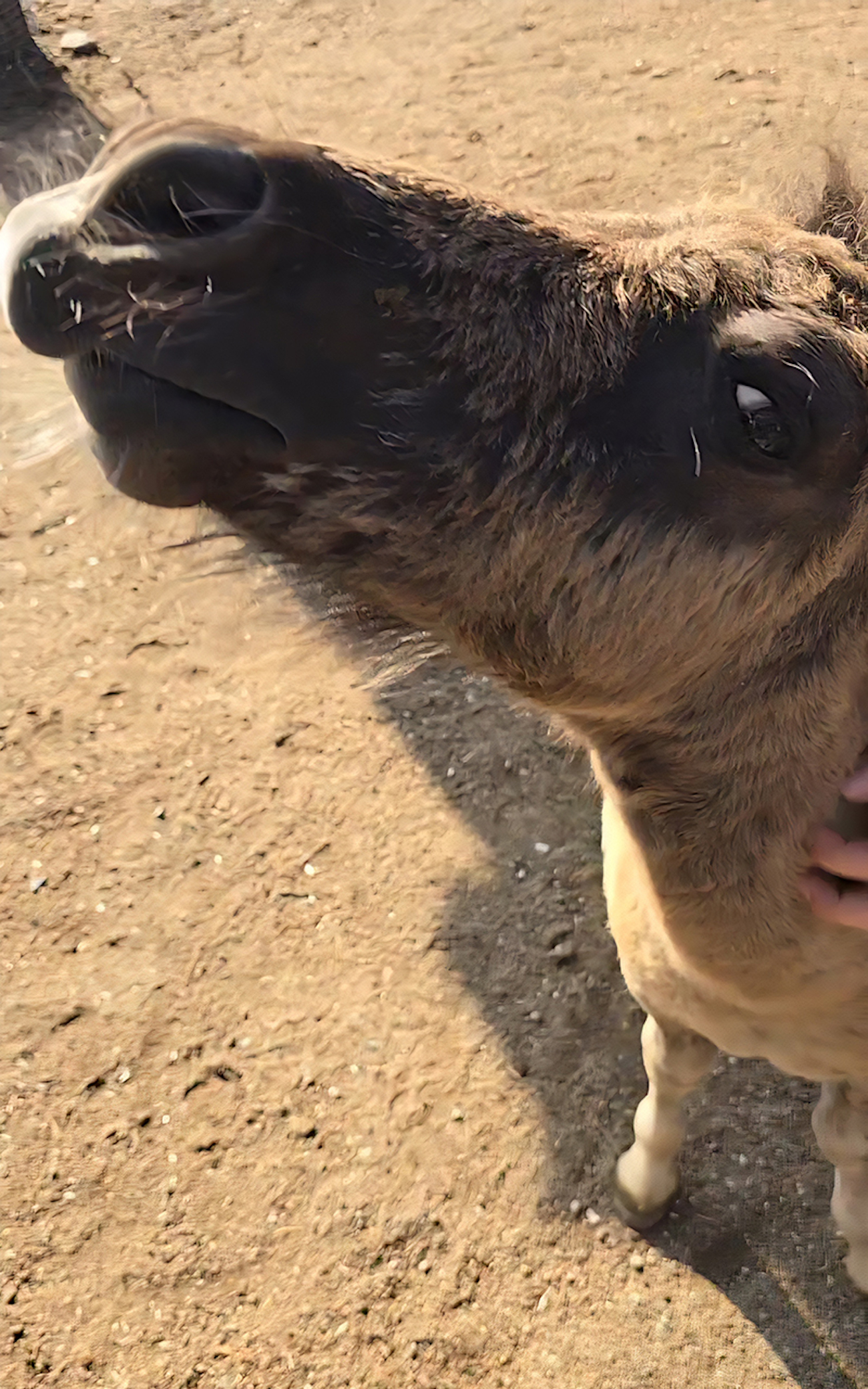 Kuva 12 Hemmiä rapsutetaan