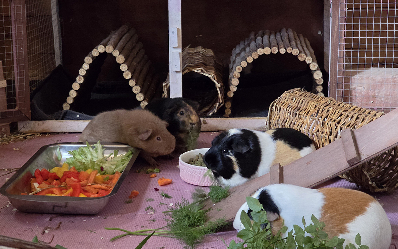 Kuva 2 Heinähattula