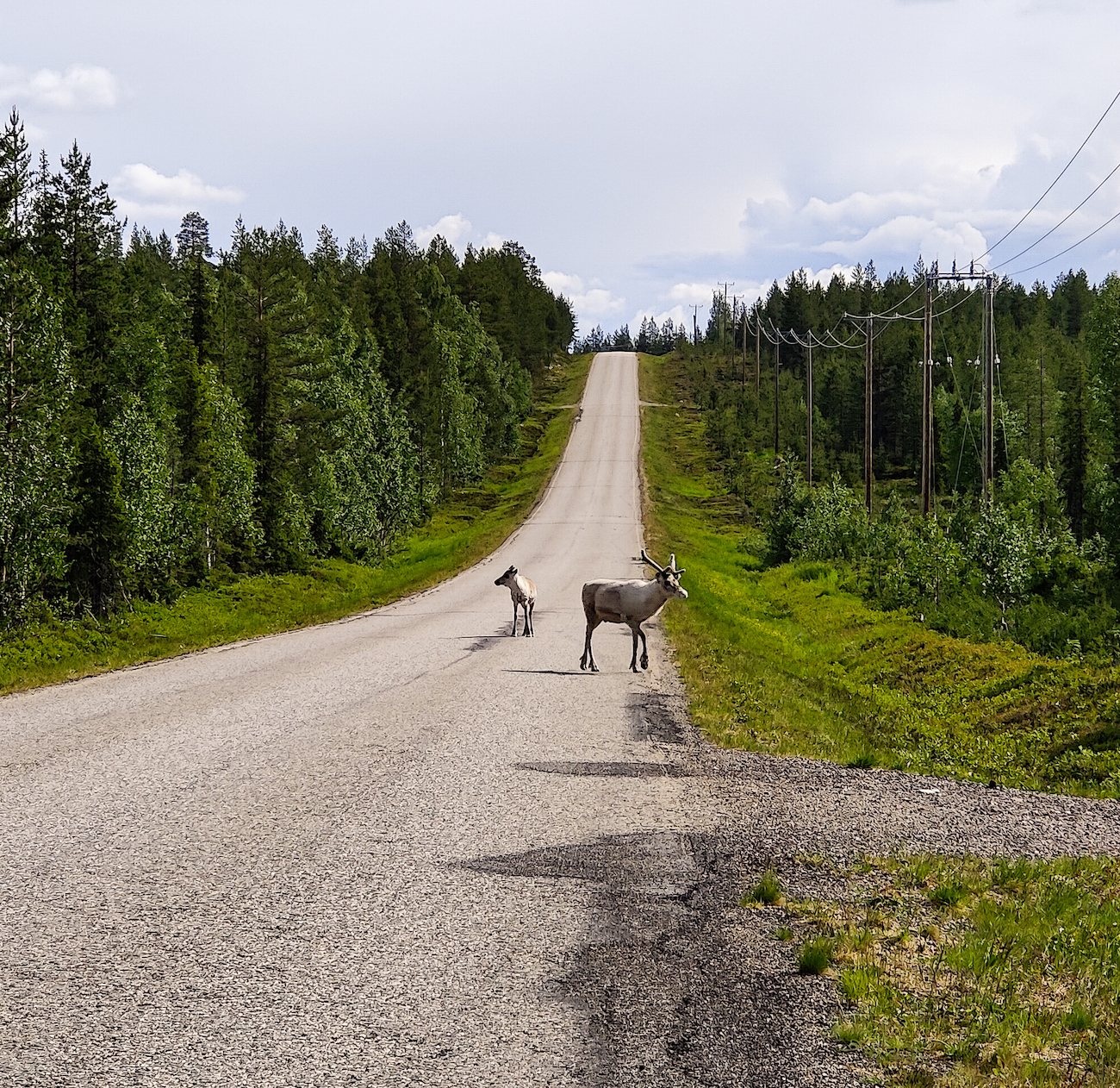 Kuva 7, Meltaus Sodankylä