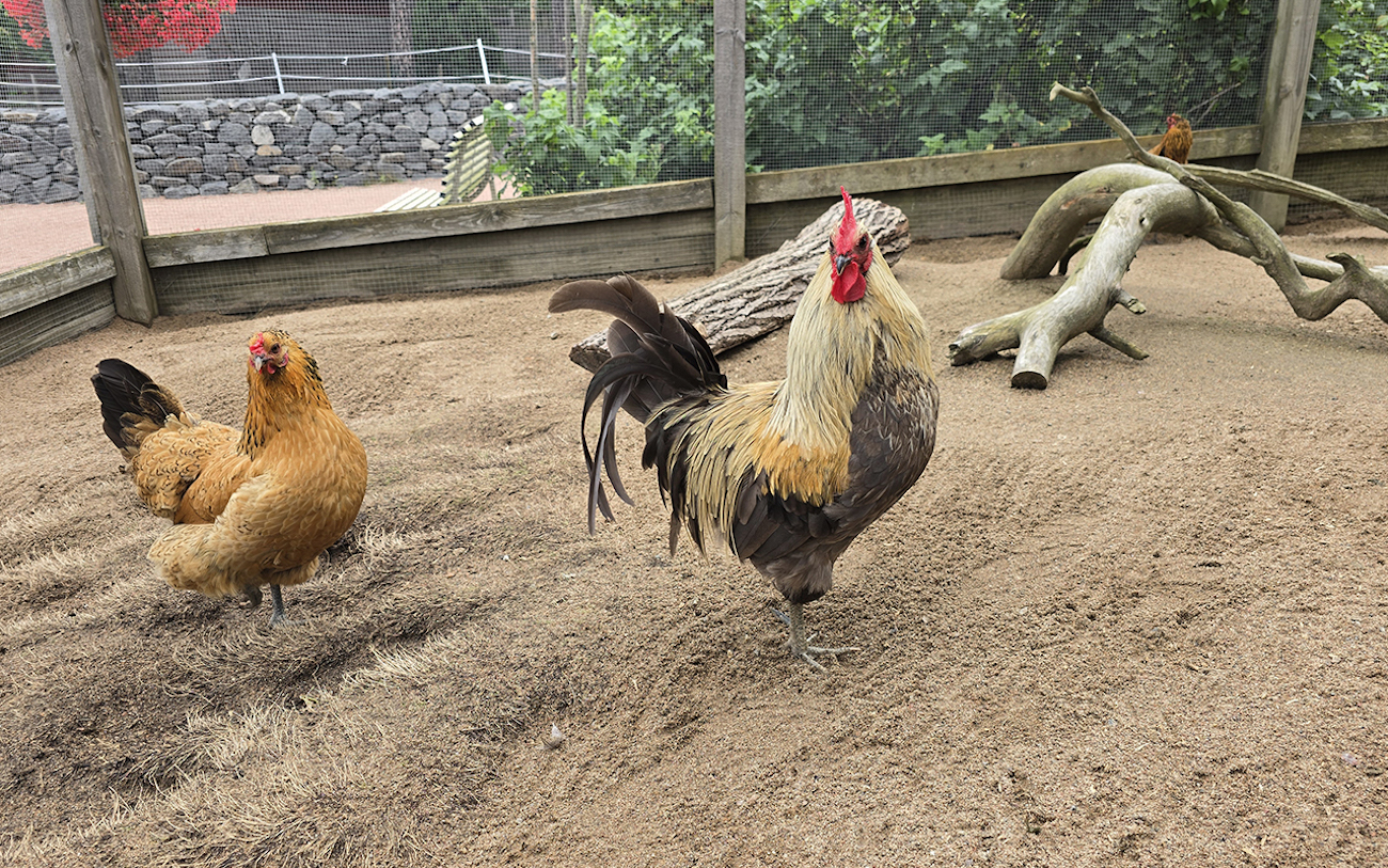 Kuva 7 Särkänniemenkukko