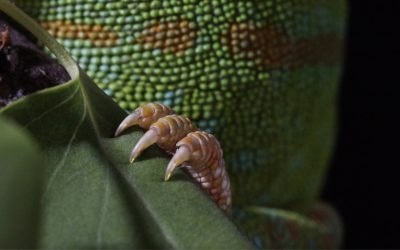 Parasta juuri nyt (29.4.2026): Hannu Hautala, Sandra Kantanen, Maija Tammi, Contra Conservatio, Eugene Chadbourne