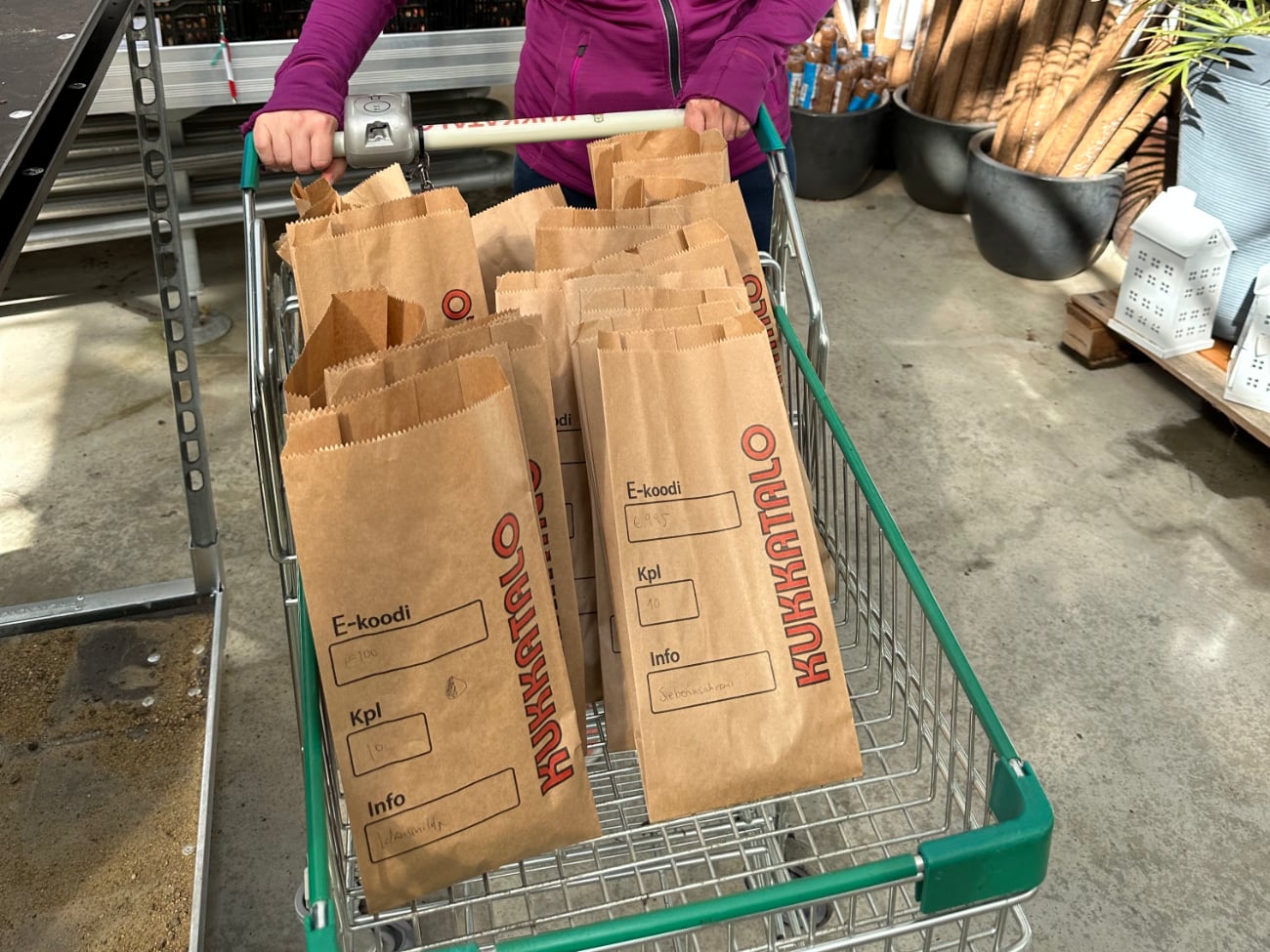 PJN 11.9.2025 Kukkasipuliostoksilla saattaa hullaantua