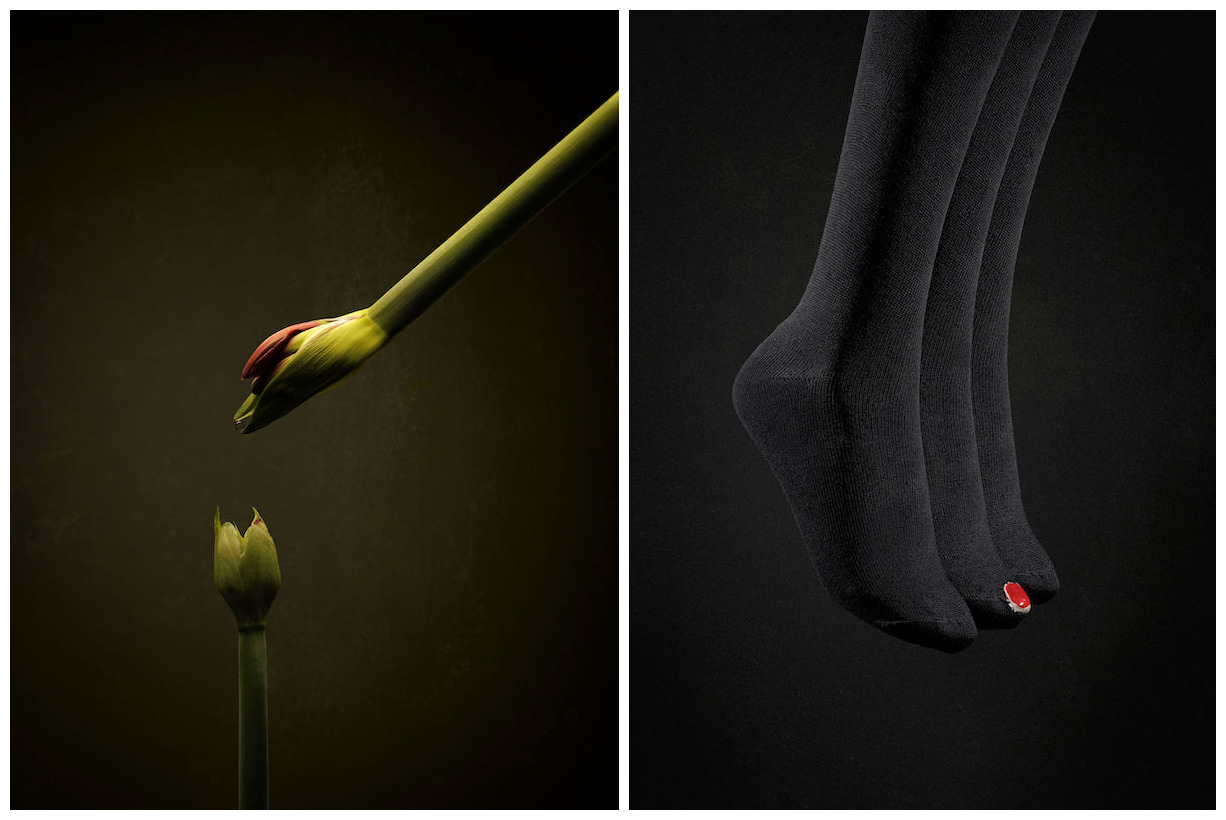 combobaby bird being fed amaryllis st