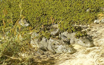 Parasta ja pahinta juuri nyt (6.1.2026): Siaminkrokotiili, polkupyörä, FC Liverpool, Buddha, räjähtämätön rypälepommi